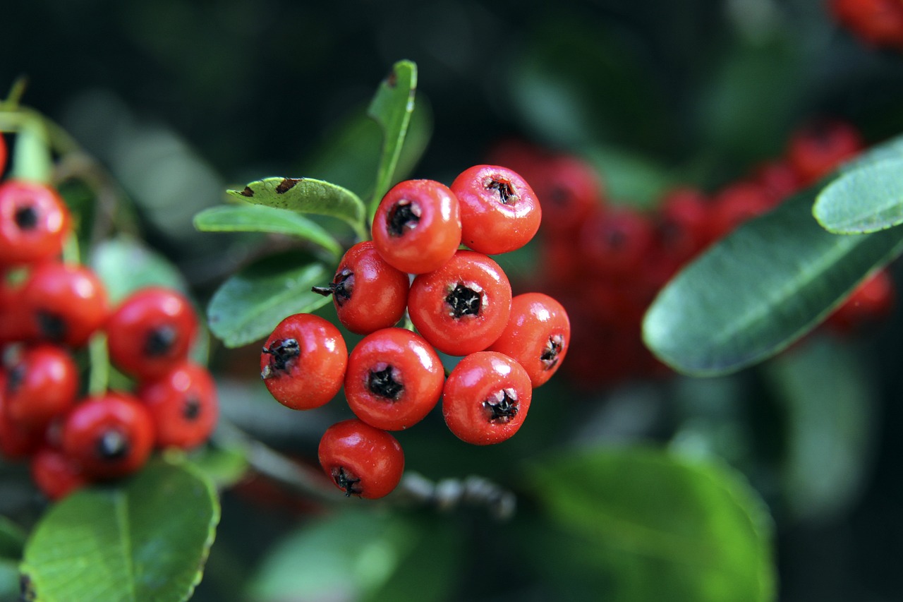 球队的比赛 球队的比赛